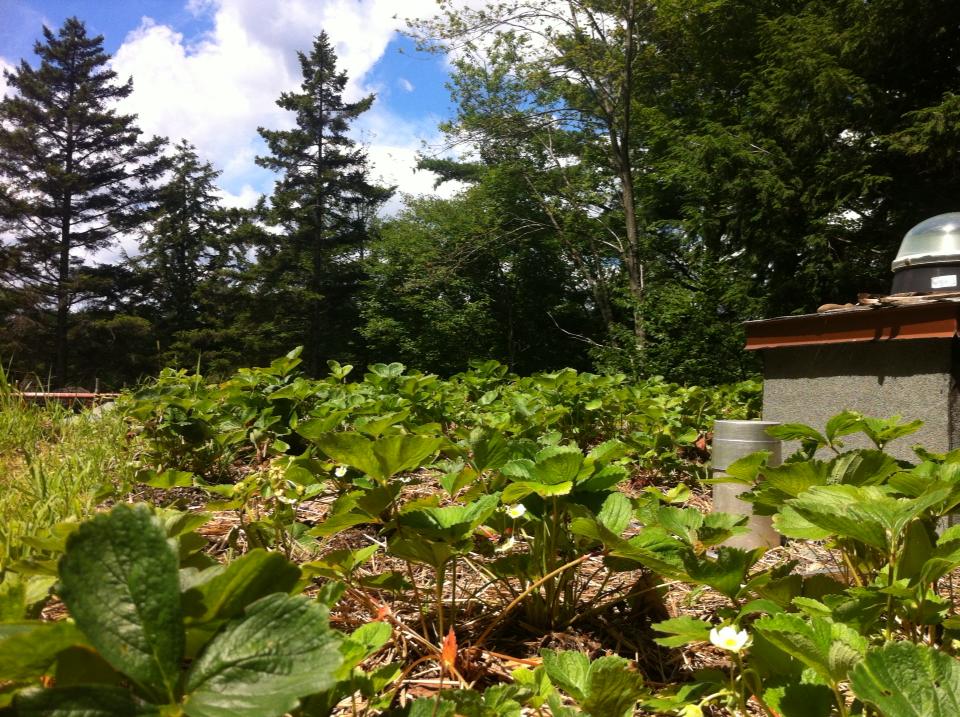 The Henley House Project